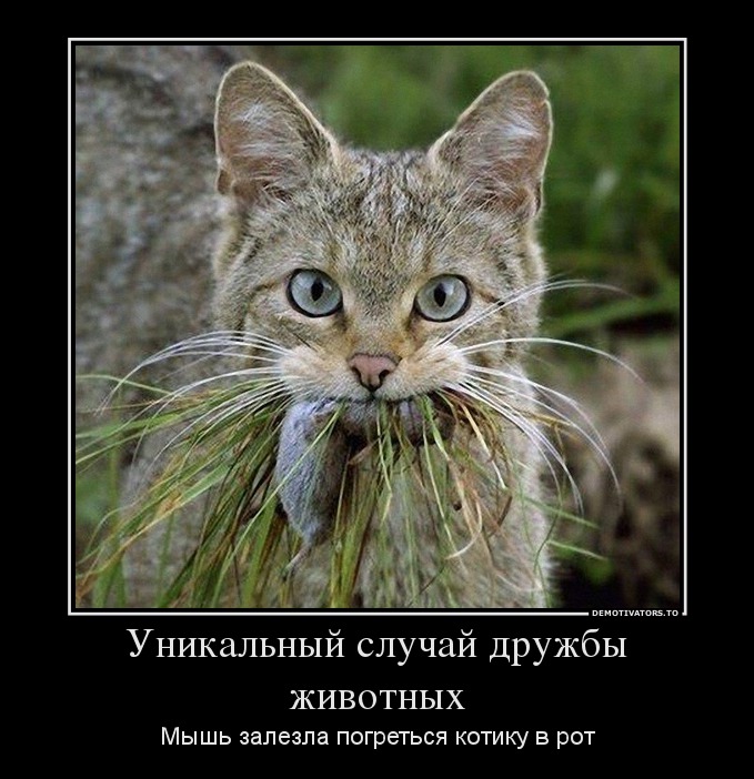 Уникальный случай дружбы животных
