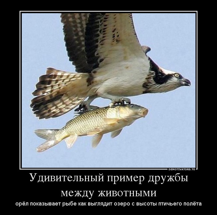 Удивительный пример дружбы между животными