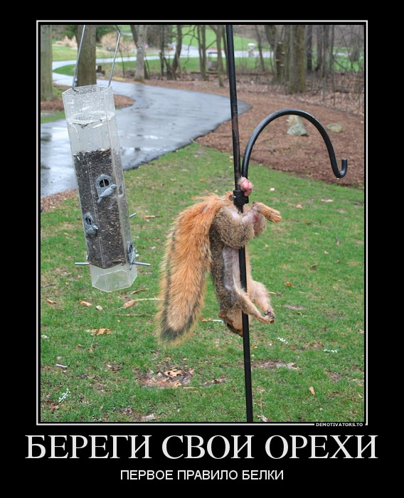 БЕРЕГИ СВОИ ОРЕХИ