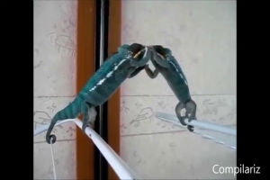 Животные перед зеркалом