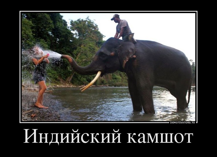 Индийский камшот