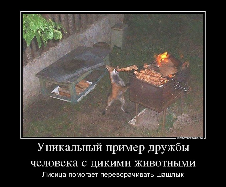Уникальный пример дружбы человека с дикими животными