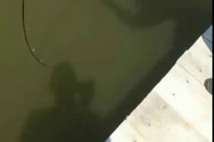 Щуку поймали на щуку