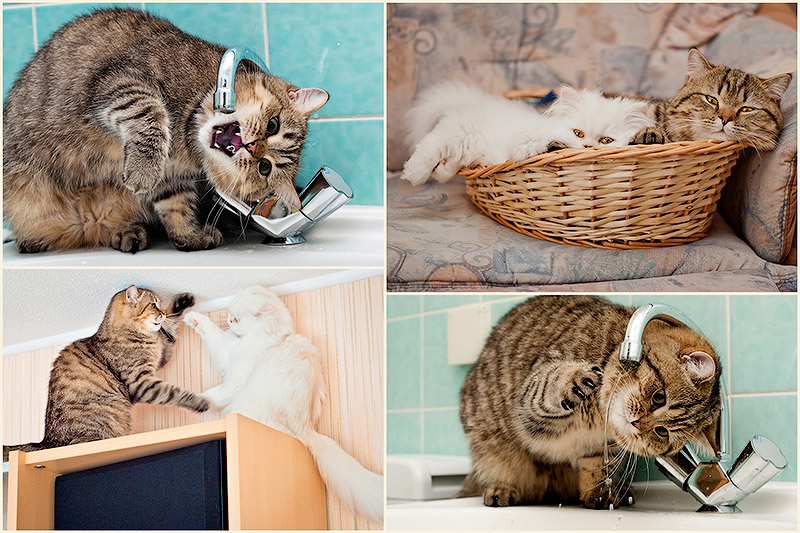 Фотограф и его коты