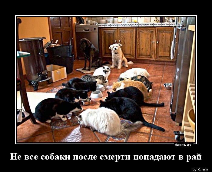 Не все собаки после смерти попадают в рай