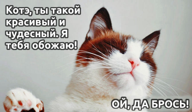 Кот очень смущенно принимает комплименты