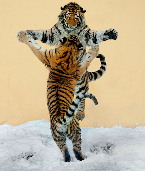 Танцы животных