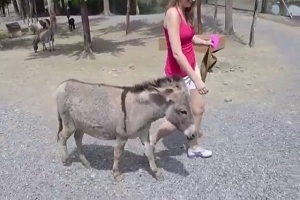 Ревнивый осел