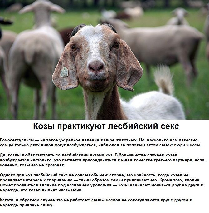 Сексуальные странности животных (6 фото)