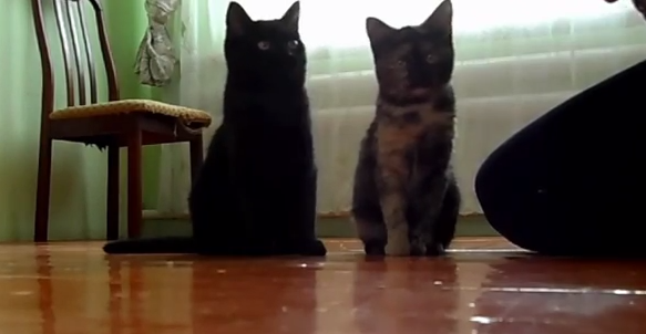 Веселые игривые кошки