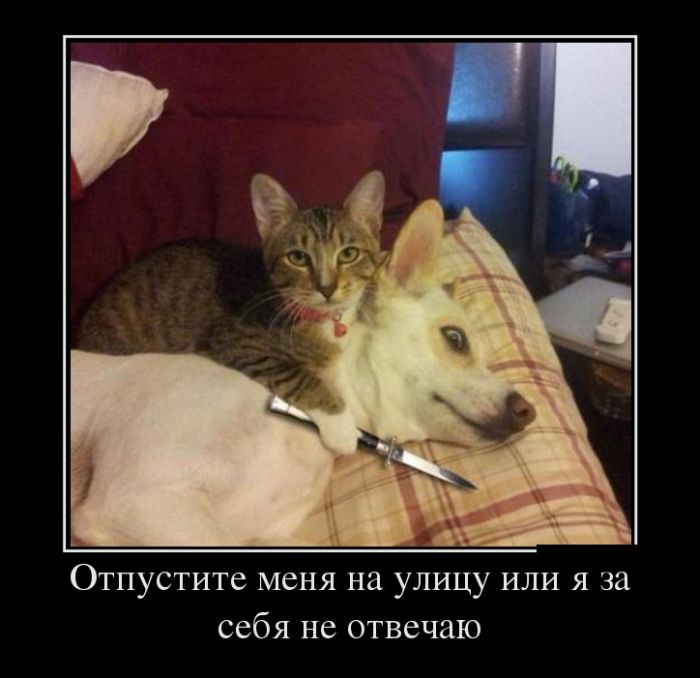ПОДБОРКА ПРИКОЛЬНЫХ ДЕМОТИВАТОРОВ