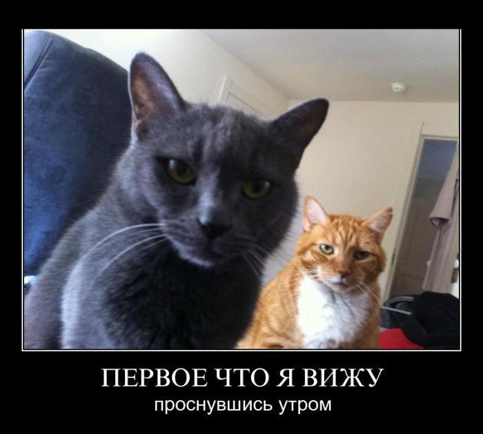 ПОДБОРКА ПРИКОЛЬНЫХ ДЕМОТИВАТОРОВ