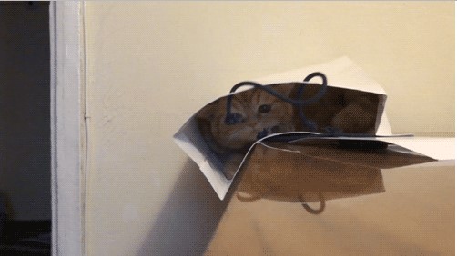 Прикольные гифки