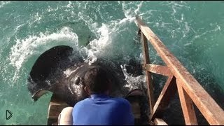 Stingray jumps onto ramp for food