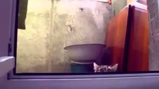 Улетное видео про кошек
