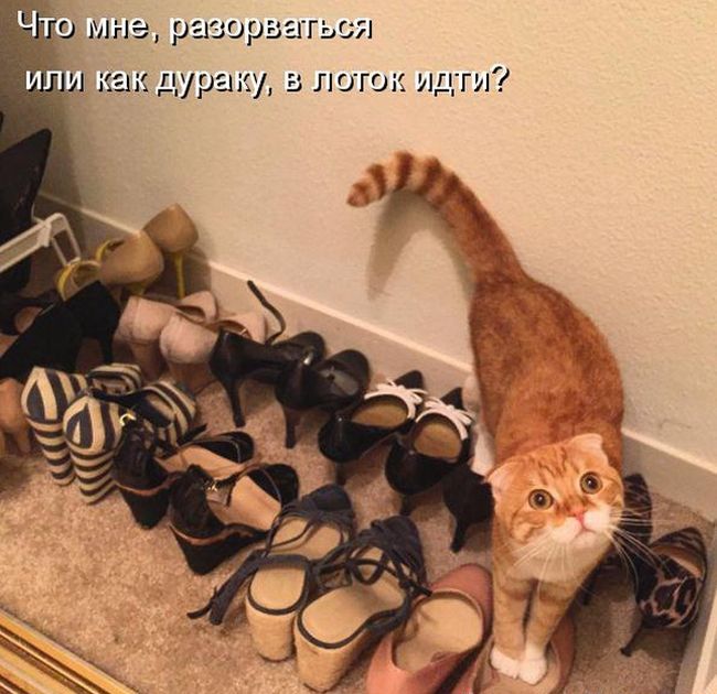 Забавные котоматрицы