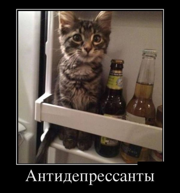Демотиваторы