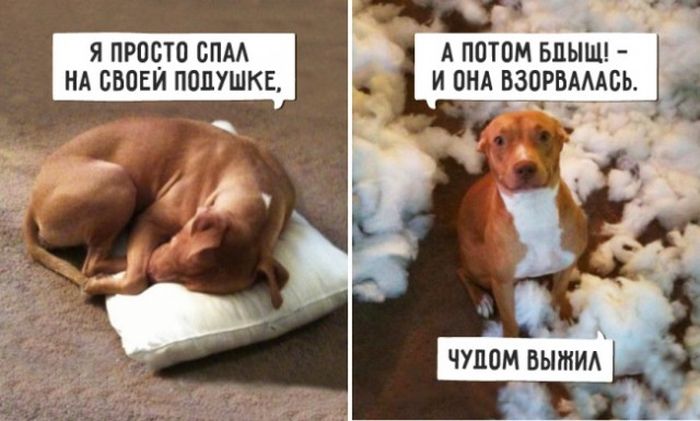 Подборка прикольных фото №1410 (102 фото)