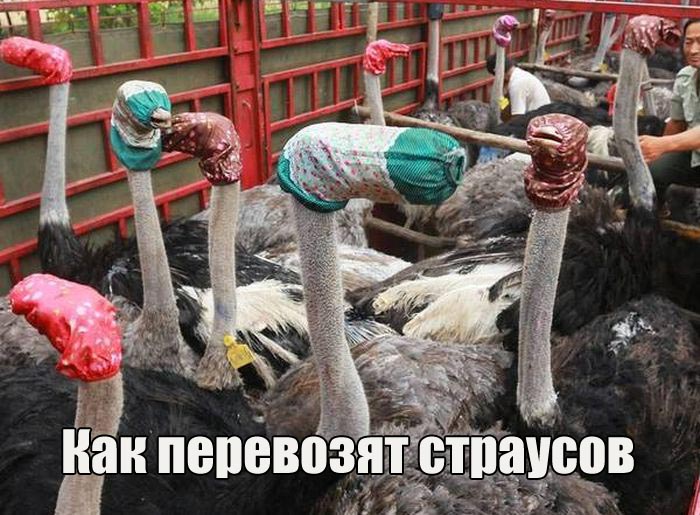 Подборка прикольных фото №1434 (113 фото)