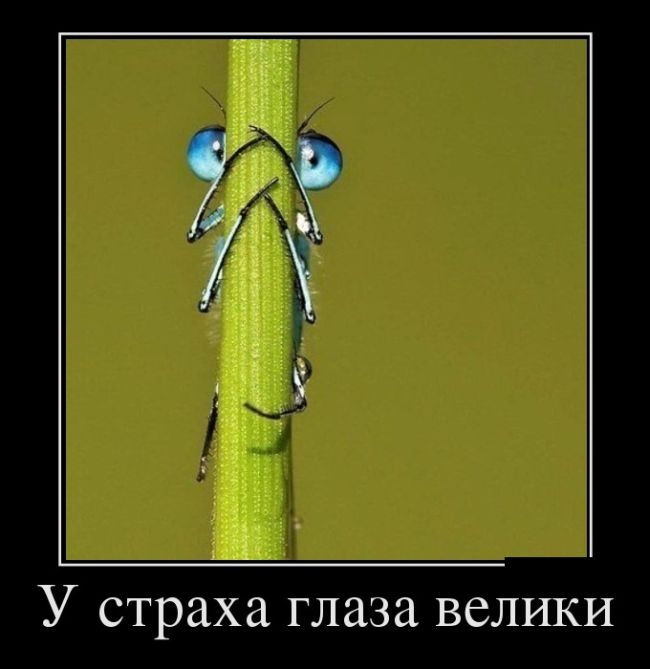 Демотиваторы