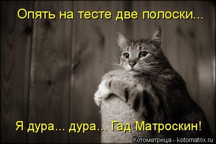 Забавные котоматрицы