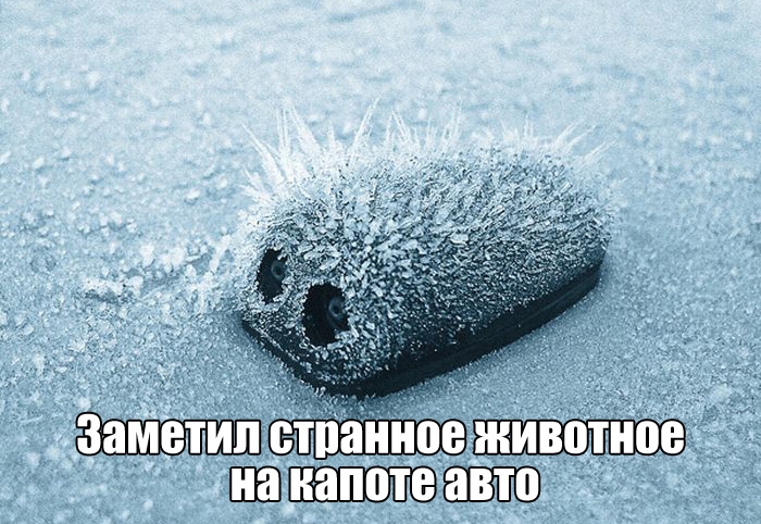 Прикольные картинки