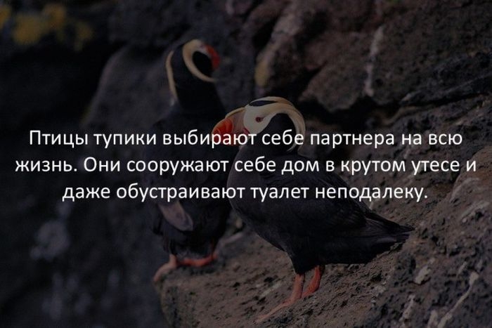 Интересные факты обо всем на свете