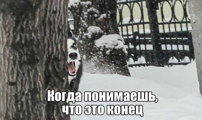 Прикольные картинки