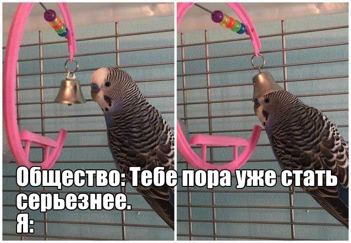 Прикольные картинки