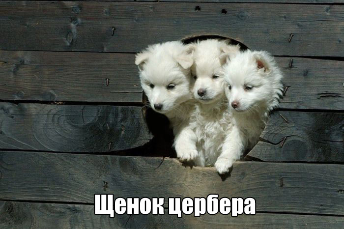 Подборка прикольных фото №1684 (106 фото)