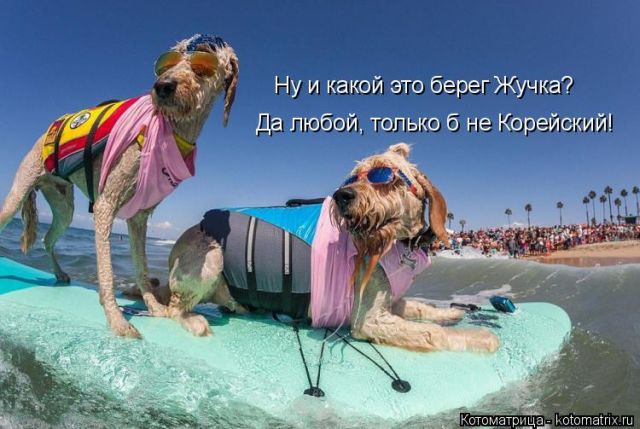 Лучшие котоматрицы недели (50 фото)
