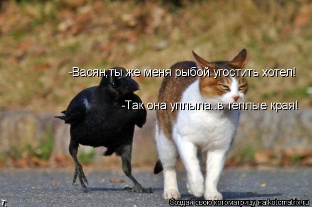 Лучшие котоматрицы недели (50 фото)