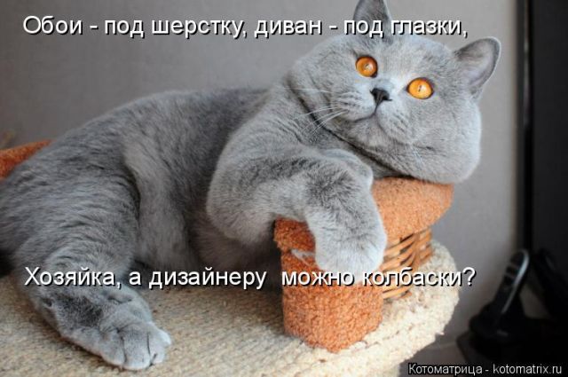 Лучшие котоматрицы недели (50 фото)