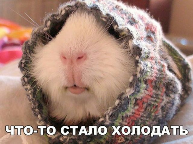 Подборка прикольных фото №1729 (100 фото)