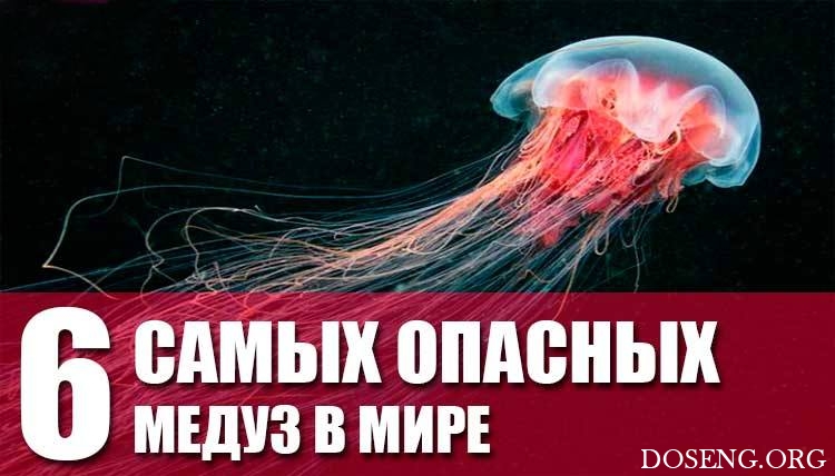 6 самых опасных медуз в мире