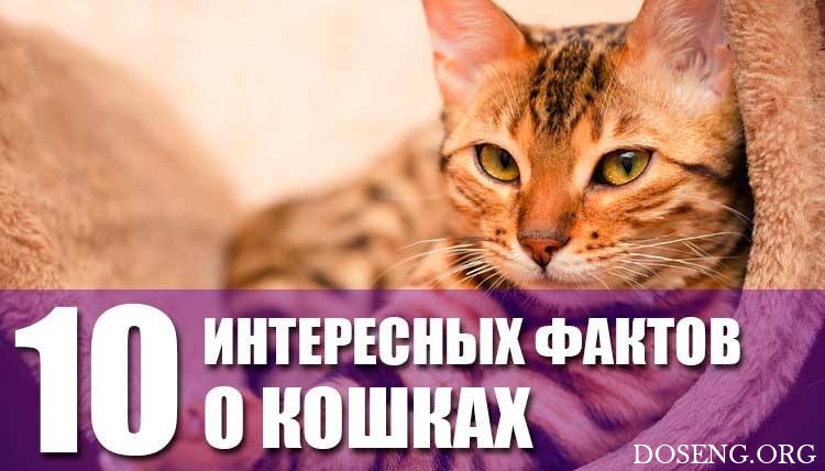 10 интересных фактов о кошках