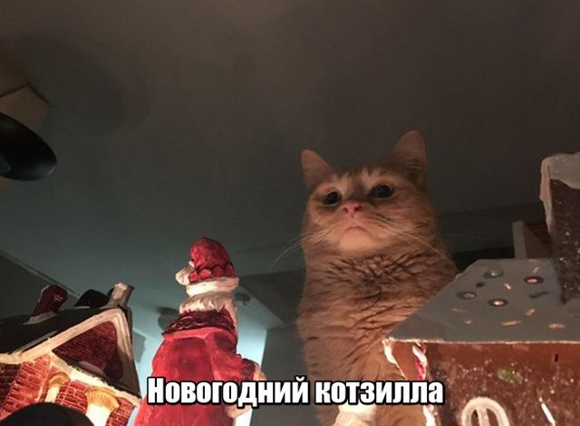 Подборка прикольных фото №1778 (100 фото)
