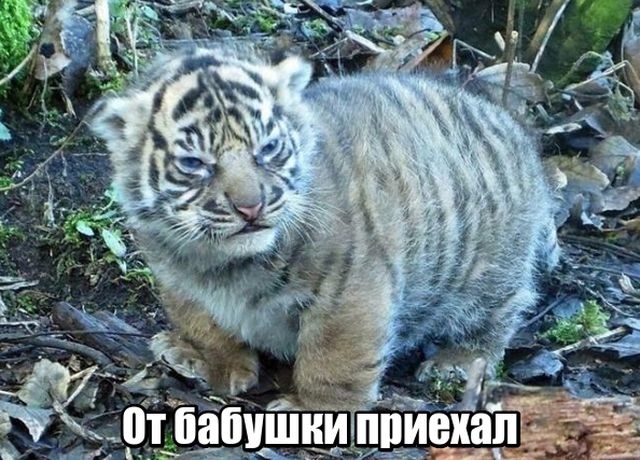 Подборка прикольных фото №1784 (109 фото)