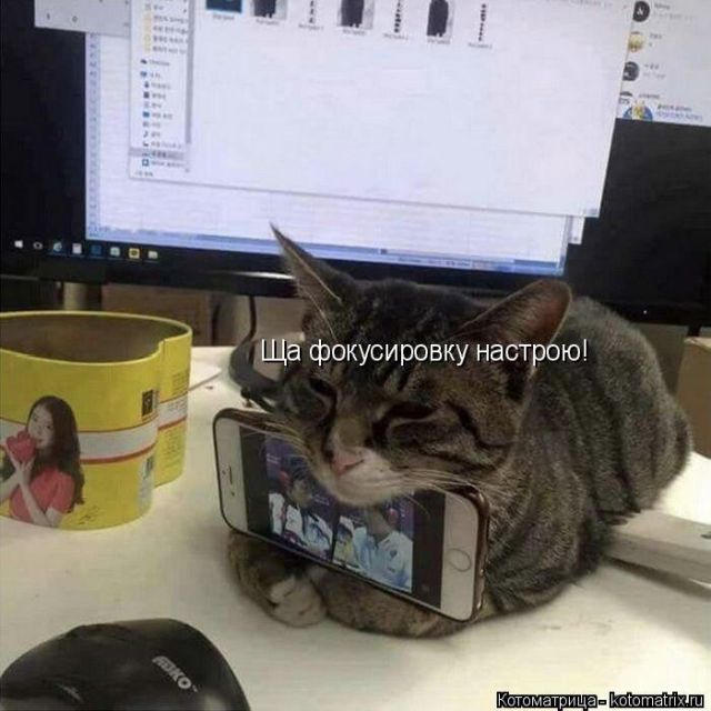 Лучшие котоматрицы недели (50 фото)