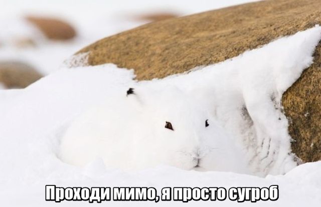 Подборка прикольных фото №1818 (49 фото)