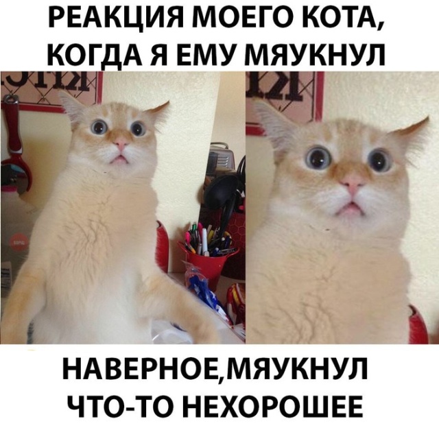 Подборка прикольных фото №1953 (49 фото)