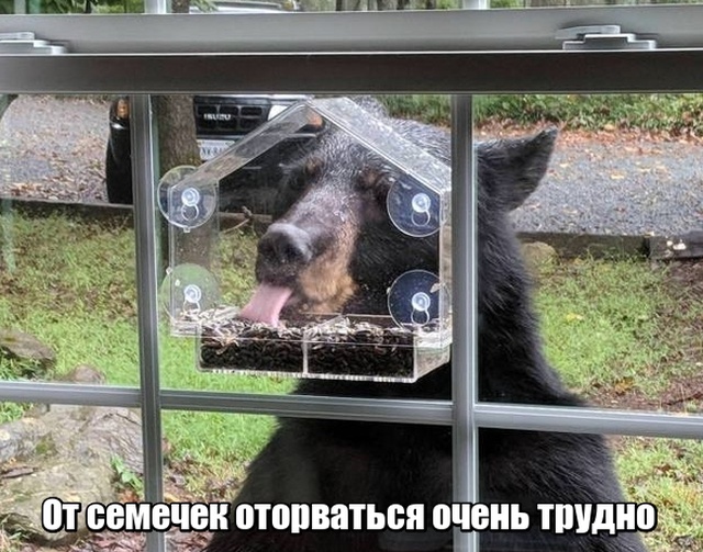 Подборка прикольных фото №1951 (44 фото)