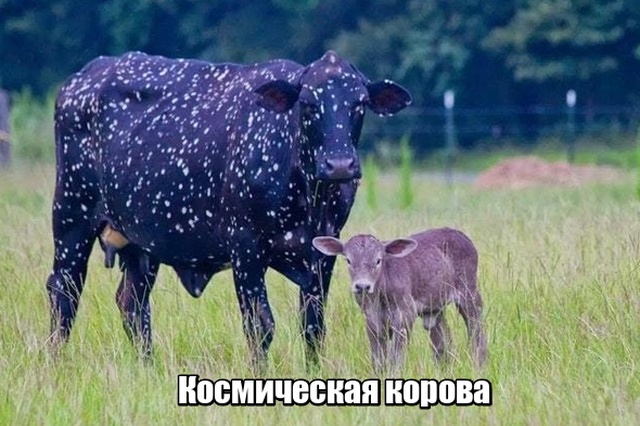 Подборка прикольных фото №1939 (45 фото)