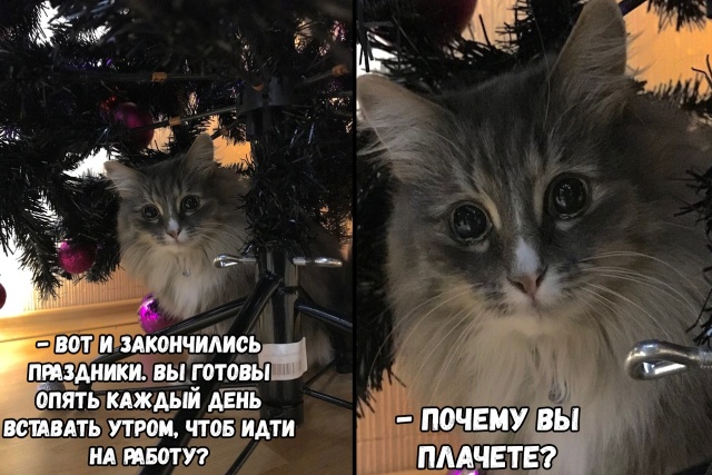 Праздничный юмор про долгие выходные (21 фото)