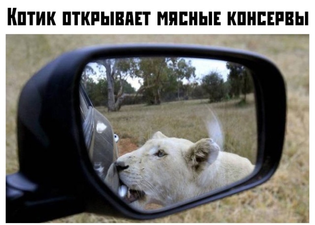 Подборка прикольных фото №2204 (59 фото)