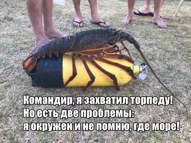 Подборка прикольных фото №2205 (61 фото)