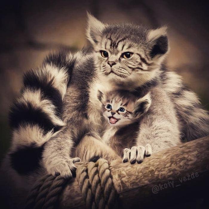 Котов "скрестили" с другими животными (22 фото)