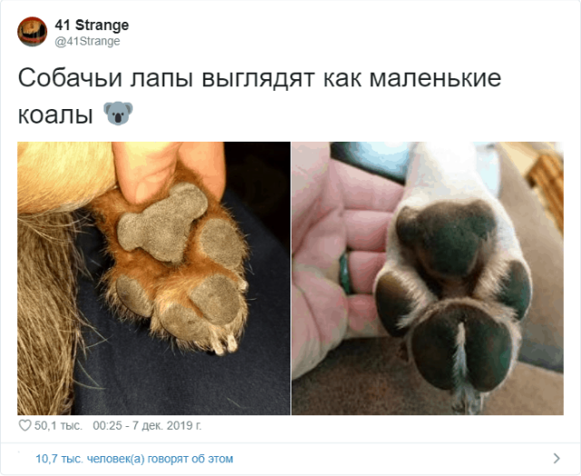 Разгадали тайну подушечек на собачьих лапах (11 скриншотов)