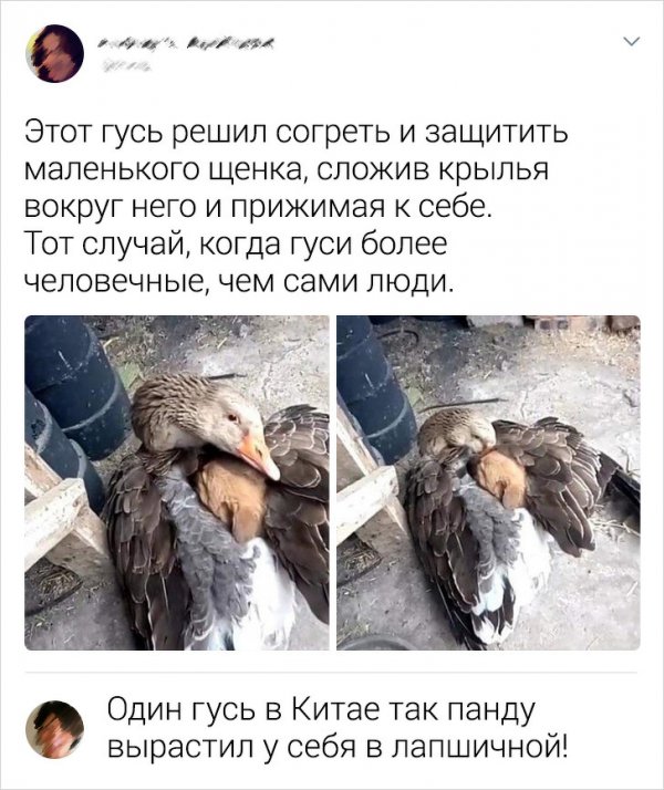 Подборка остроумных комментариев с просторов Сети (18 фото)