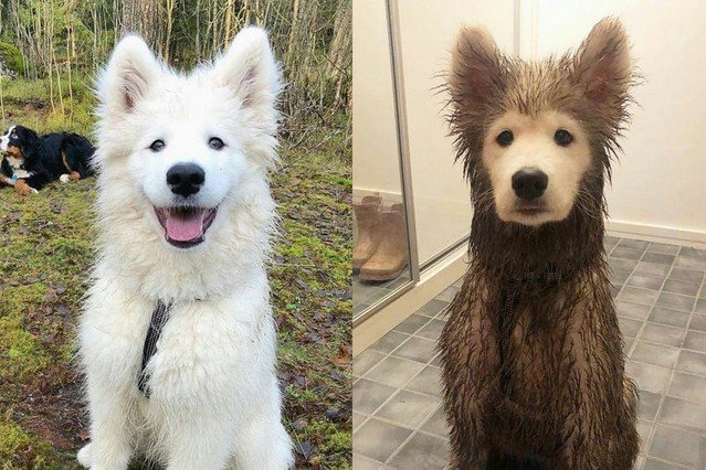 Собачники, которым не скучно со своими животными (16 фото)